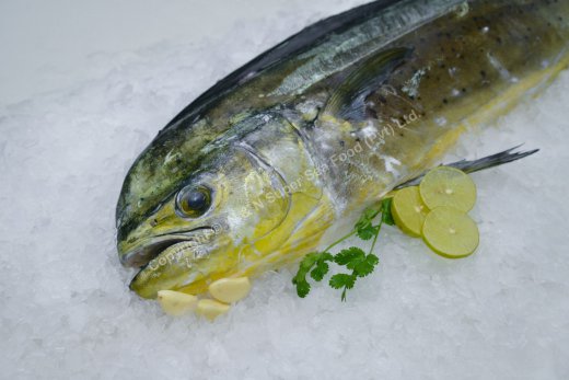 Mahi Mahi fish