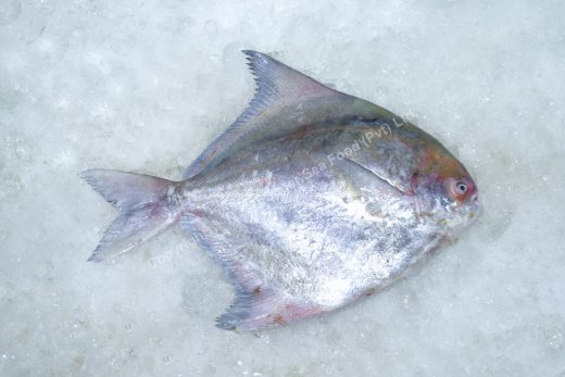 Pomfret fish