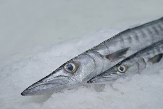 Baracuda fish