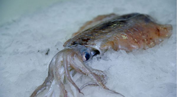 Cuttlefish-