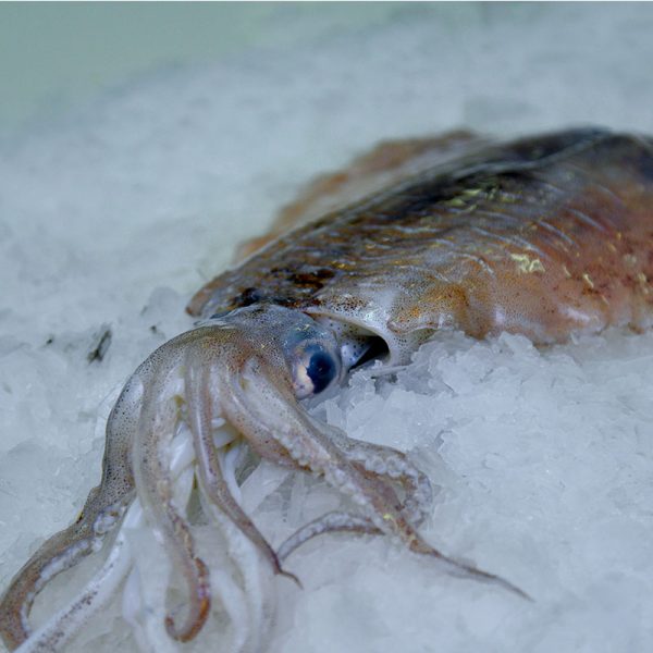 Cuttlefish-