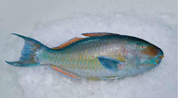 Parrot-Fish