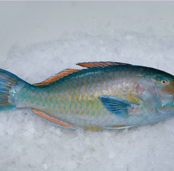 Parrot-Fish