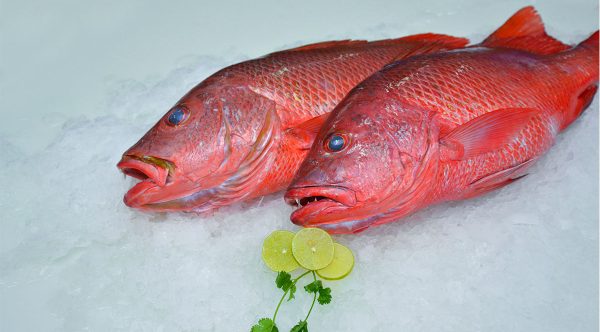Red-Snapper-1