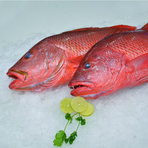 Red-Snapper-1