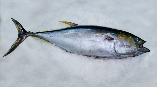 tuna-home