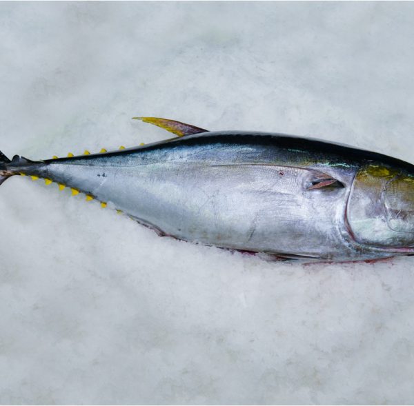 tuna-home
