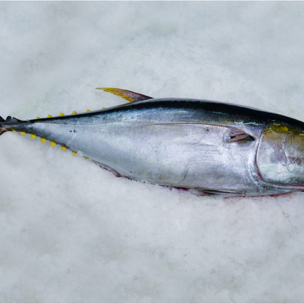 tuna-home