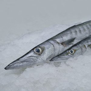 Baracuda