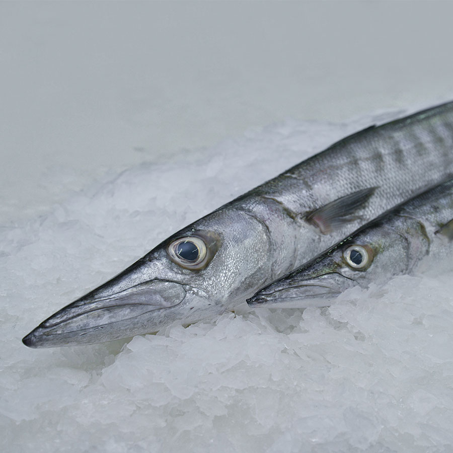 Baracuda