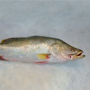 Barramundi