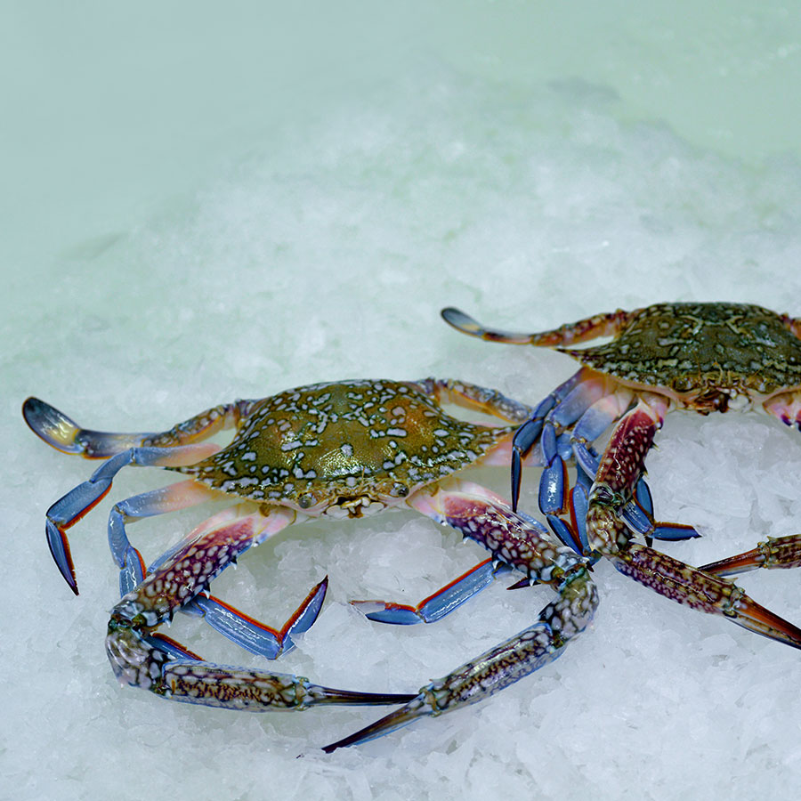 Blue Swimming Crab