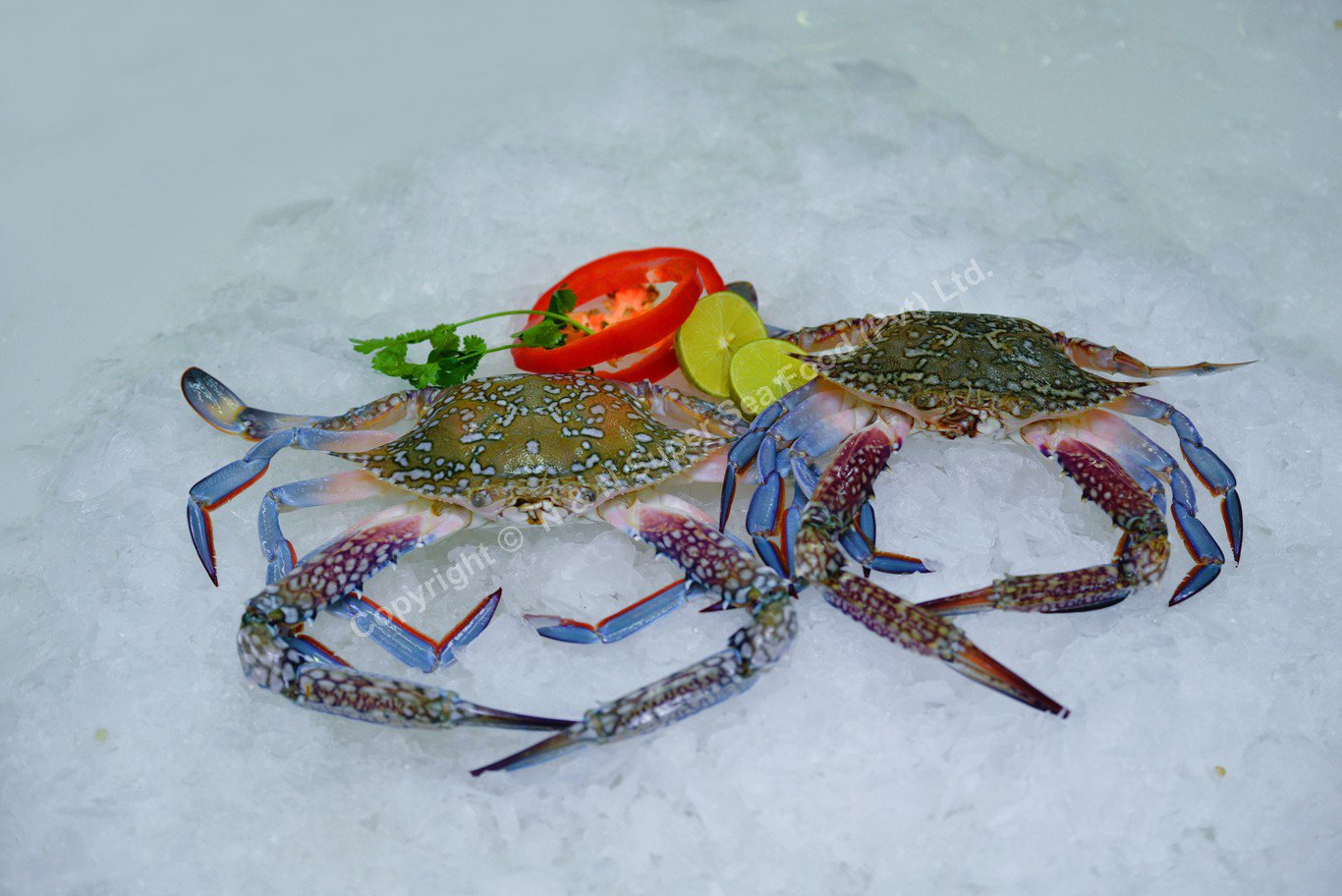 Blue Swimming Crab - Image 2