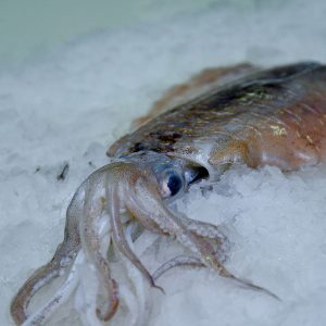 Cuttlefish