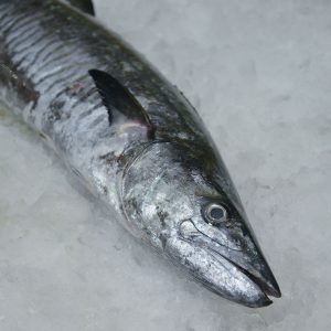 King fish