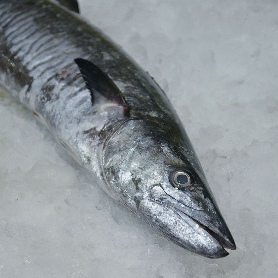 King fish