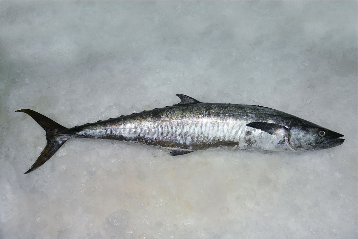 King fish - Image 2