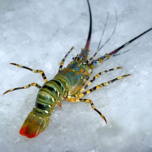Lobster