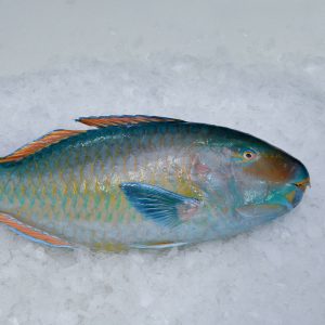 Parrot Fish