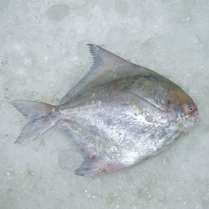 Pomfret