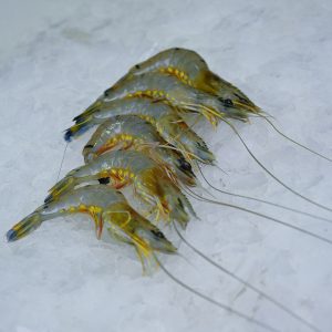 Prawns