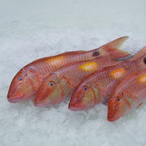Red Mullet
