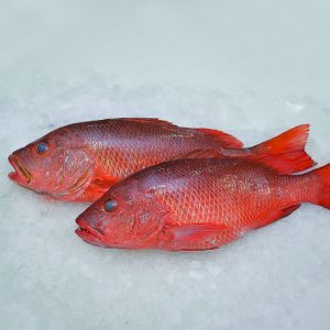 Red Snapper