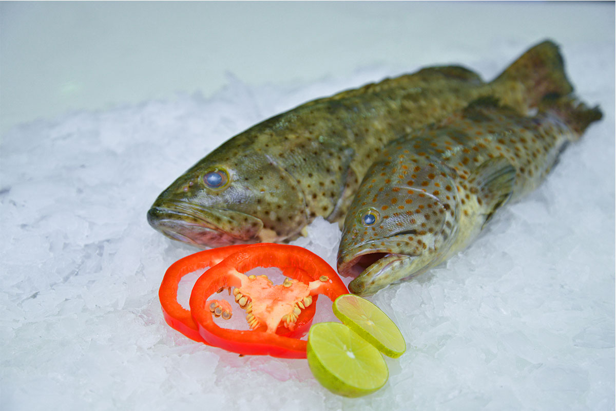 Spotted Grouper - Image 2