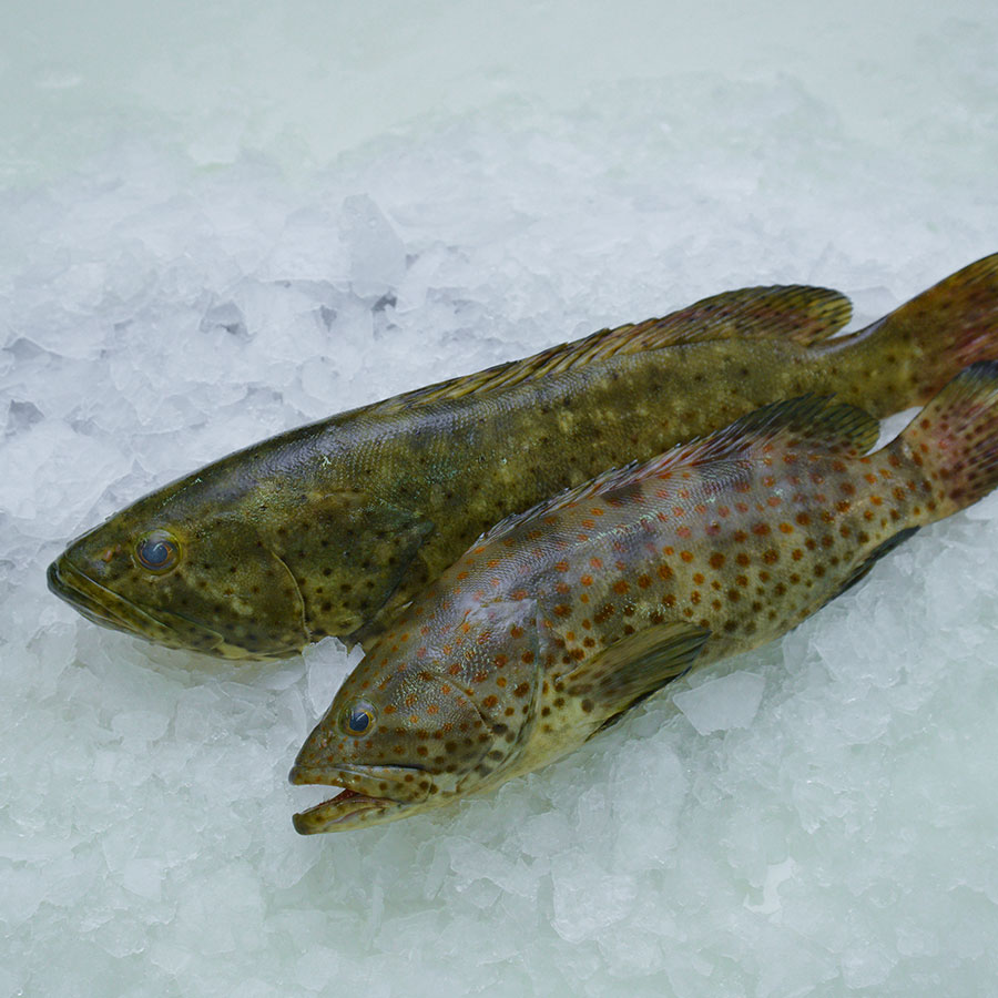 Spotted Grouper