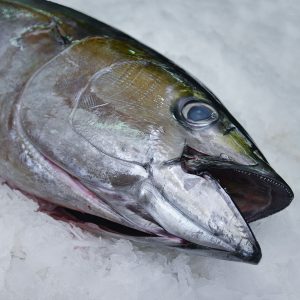 Yellowfin Tuna G&G