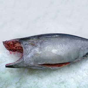 Yellowfin Tuna H&G